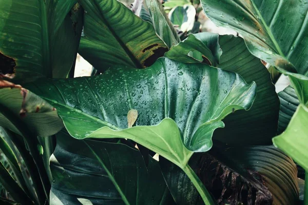 Прекрасне Зелене Тропічне Листя — стокове фото