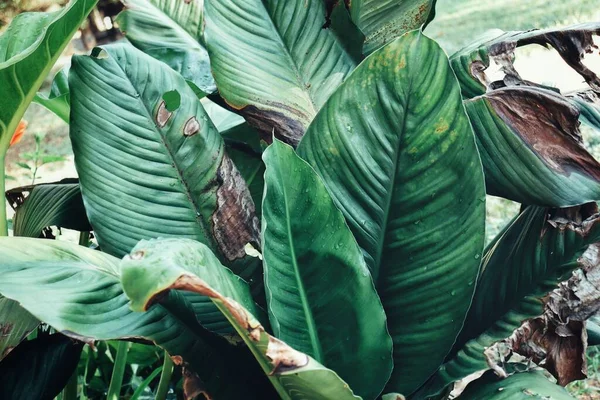 Bela Folhas Tropicais Verdes — Fotografia de Stock