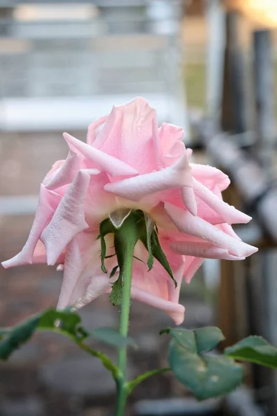 粉色玫瑰花的美丽 — 图库照片