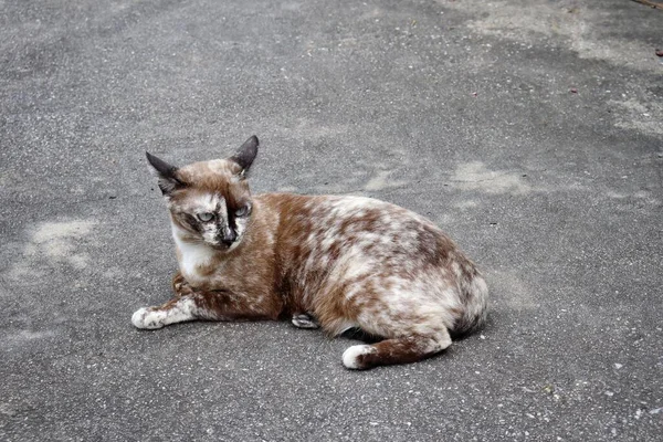 Hermosa Gato Gris Blanco — Foto de Stock