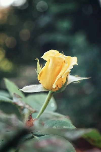 Mooi Van Gele Roos Bloem — Stockfoto