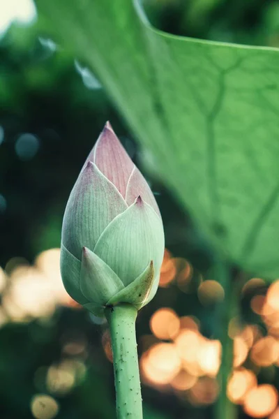 Schöne Ping Lotusblumen — Stockfoto