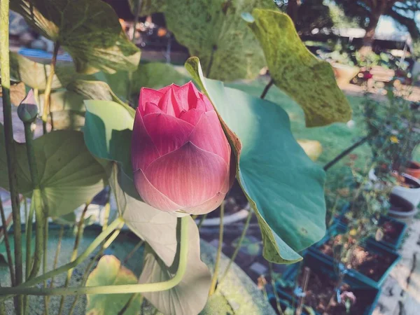Belle Fleurs Lotus Rose — Photo