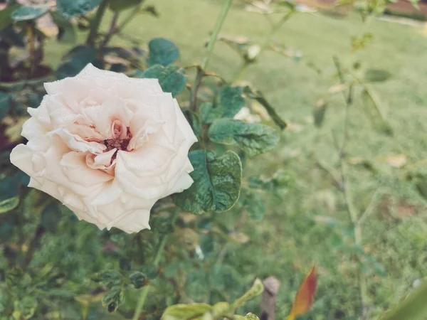 Винтаж Розовых Роз — стоковое фото