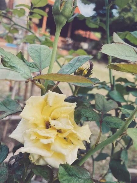 Kaunis Keltainen Ruusu Kukka — kuvapankkivalokuva