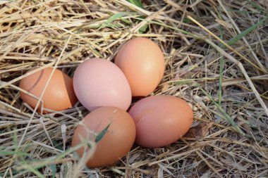 Kurumuş çimenlerin üzerinde taze yumurtalar.