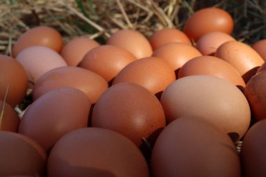 Kurumuş çimenlerin üzerinde taze yumurtalar.