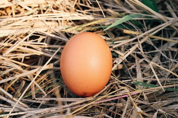 乾燥した草の葉の上の新鮮な卵 — ストック写真