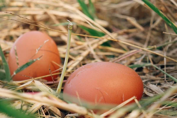 Fresh Eggs Dried Grass Leaves — Stock Photo, Image