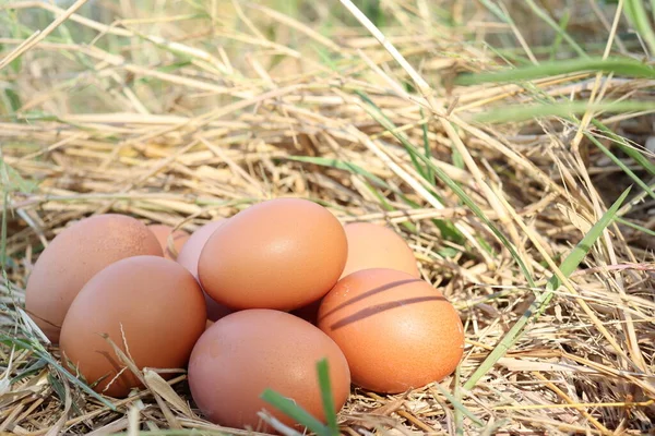 Świeże Jaja Suszonych Liściach Trawy — Zdjęcie stockowe