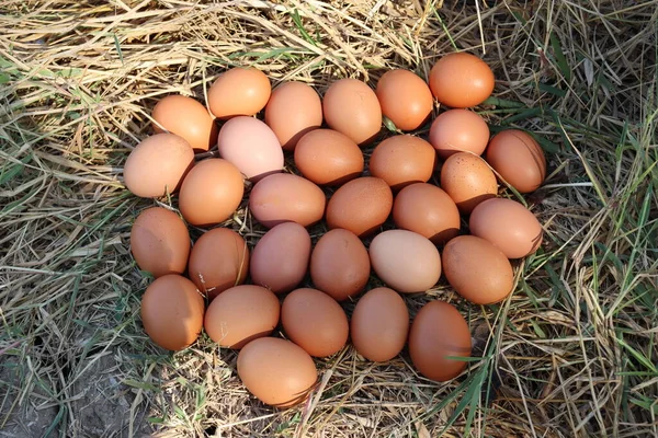 Свіжі Яйця Сушених Листках Трави — стокове фото