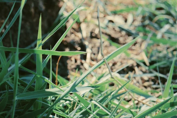 Grünes Gras Hinterlässt Hintergrund Oder Textur — Stockfoto