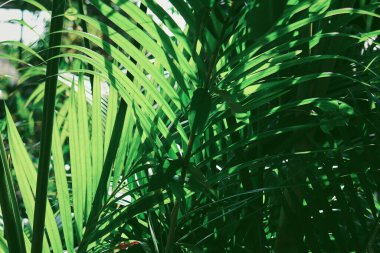 Yeşil tropik yaprakların güzelliği