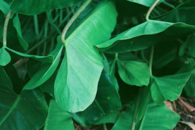 Yeşil tropik yaprakların güzelliği
