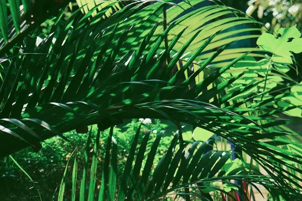 Hermosa Hojas Tropicales Verdes — Foto de Stock