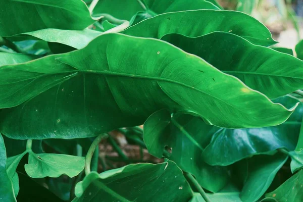 Beautiful Green Tropical Leaves — Stock Photo, Image