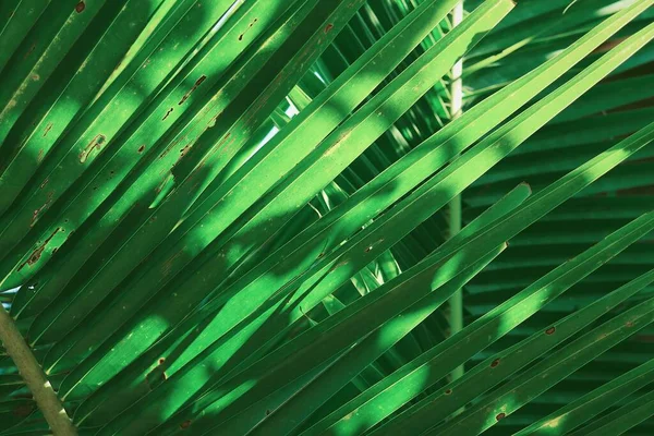 Beautiful Green Tropical Leaves — Stock Photo, Image