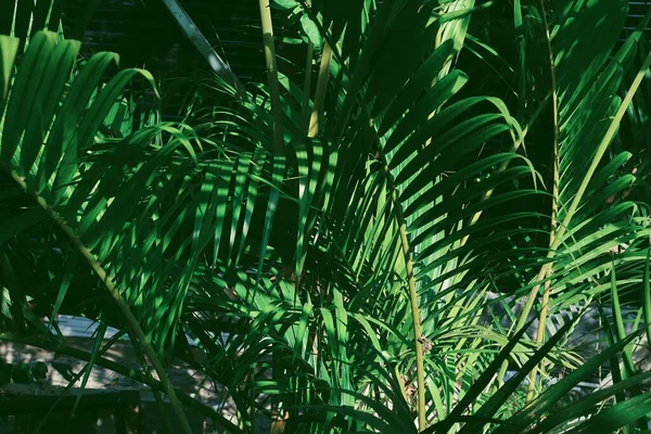 Yeşil Tropik Yaprakların Güzelliği — Stok fotoğraf