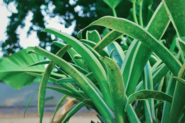 Bello Foglie Tropicali Verdi — Foto Stock