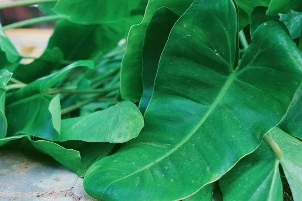 緑の熱帯の葉の美しい — ストック写真