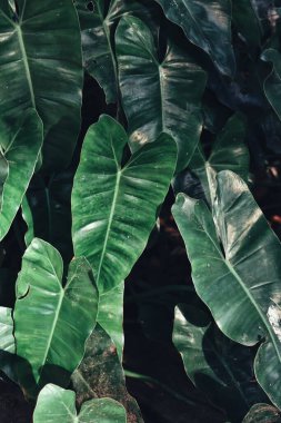Yeşil tropik yaprakların güzelliği