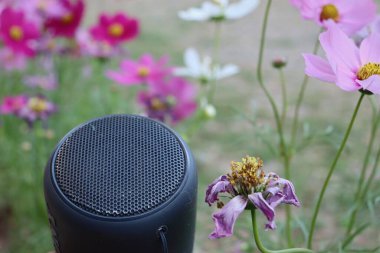 Bluetooth speaker on hand and pink cosmos flowers