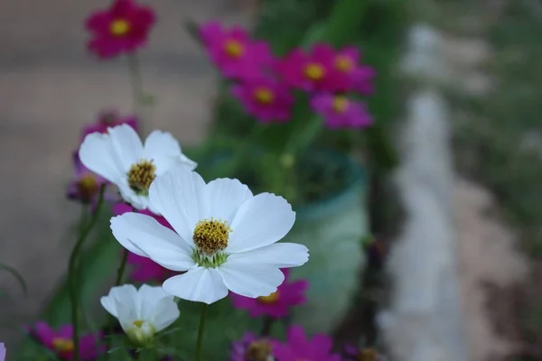 Beautiful Pink White Cosmos Flowers — 스톡 사진