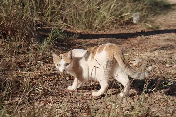 Hermosa Gato Con Hierba Seca Naturaleza — Foto de Stock