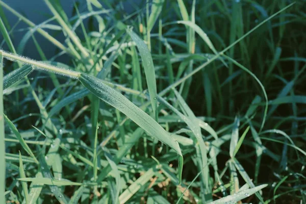 Erba Verde Lasciare Sfondo Consistenza — Foto Stock