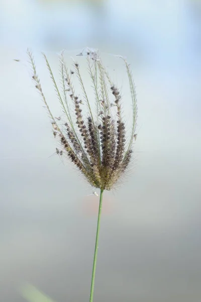 Beautiful Spring Grass Flowers — Stock Fotó