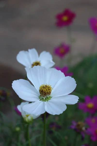Beautiful Pink White Cosmos Flowers — 스톡 사진