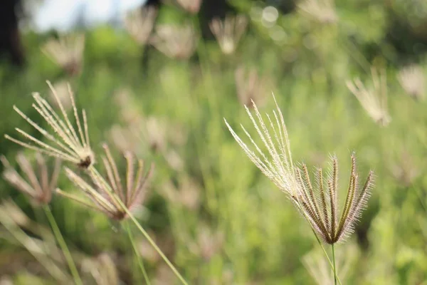 Beautiful Spring Grass Flowers — Fotografia de Stock