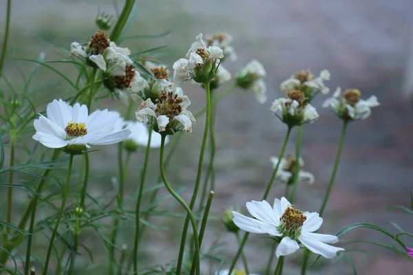 Beautiful White Cosmos Flowers — Stockfoto