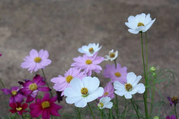 Beautiful Pink White Cosmos Flowers — Stockfoto