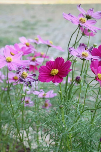 Beautiful Pink Cosmos Flowers — Stock Photo, Image