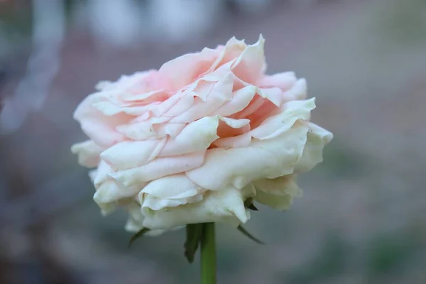 Beautiful White Pink Rose Flower — Stockfoto