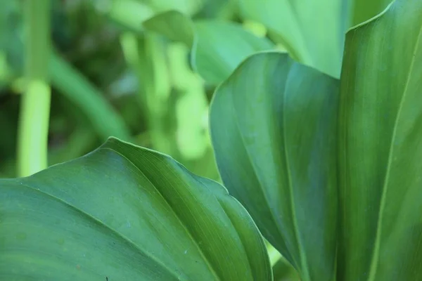 Bela Folhas Tropicais Verdes — Fotografia de Stock