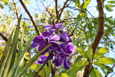 Güzel mor orkide çiçekleri ve yaprakları