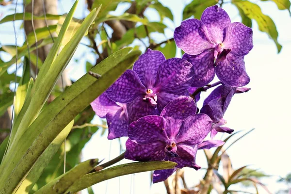 Bello Fiori Foglie Orchidea Viola — Foto Stock