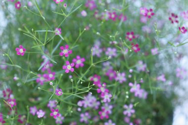 Güzel bahar çiçeklerini ve yapraklarını kapat.