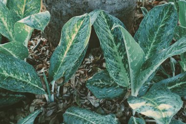 Yeşil tropik yaprakların arkaplanını kapat