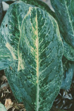 Yeşil tropik yaprakların arkaplanını kapat