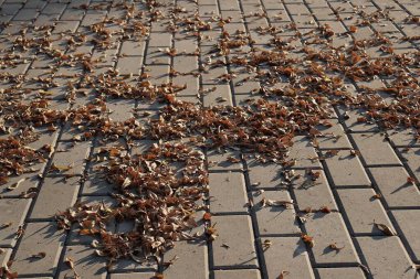 Gri arkaplanda kahverengi kurumuş yaprakların güzelliği