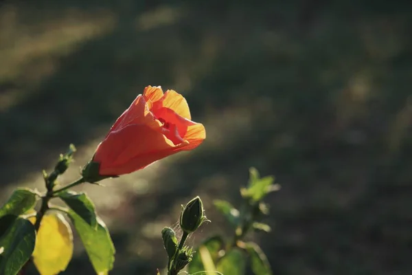 Bella Fiori Tropicali Arancione Ibisco — Foto Stock