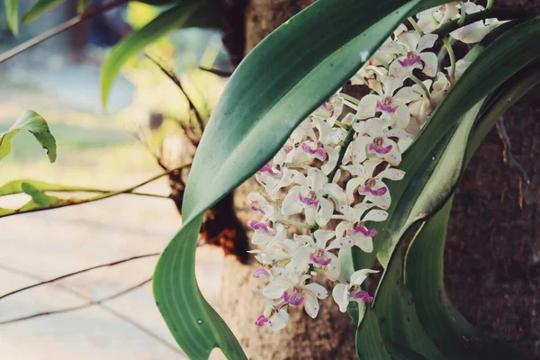 Schöne Weiße Und Rosa Orchideenblüten — Stockfoto