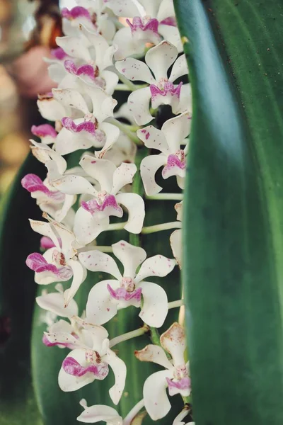 Vacker Vita Och Rosa Orkidé Blommor — Stockfoto