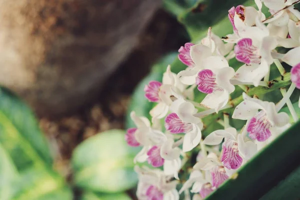 Schöne Weiße Und Rosa Orchideenblüten — Stockfoto