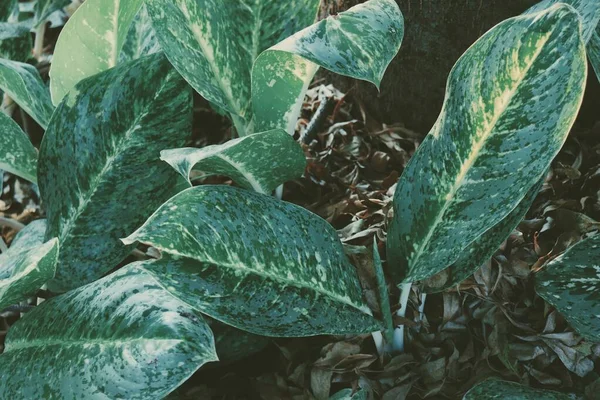 Primo Piano Sfondo Verde Foglie Tropicali — Foto Stock