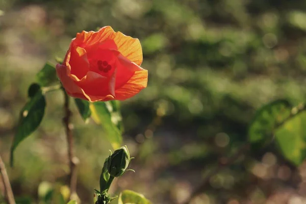 Prachtig Van Hibiscus Oranje Tropische Bloemen — Stockfoto