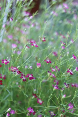 Güzel bahar çiçeklerini ve yapraklarını kapat.